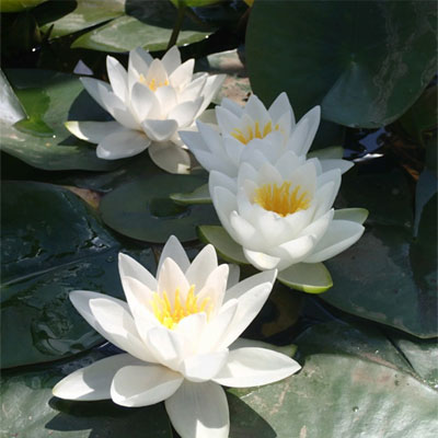 anglo aquatic 1l white 'virginalis' nymphaea lily (please allow 2-9 working days for delivery)