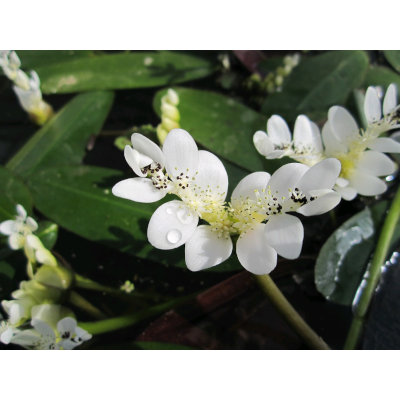 anglo aquatic 1l white 'aponogeton distachyos' (water hawthorn) deep water plant (please allow 2-9 working days for delivery)
