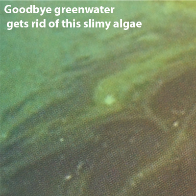 nishikoi goodbye green water (8 week treatment)