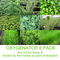 OXYGENATOR Plants Pack of 6 9cm Pots