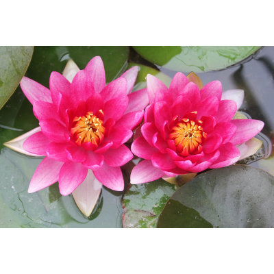 Image of Anglo Aquatic 1L Red 'Attraction' Nymphaea Lily (PLEASE ALLOW 2-9 WORKING DAYS FOR DELIVERY)