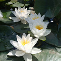 Image of Anglo Aquatic 1L White 'Virginalis' Nymphaea Lily (PLEASE ALLOW 2-9 WORKING DAYS FOR DELIVERY)