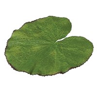 Velda Artificial Lotus Leaf Large 10 piece pack