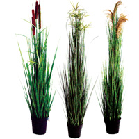 Velda Waterside Plants - Triple Pack
