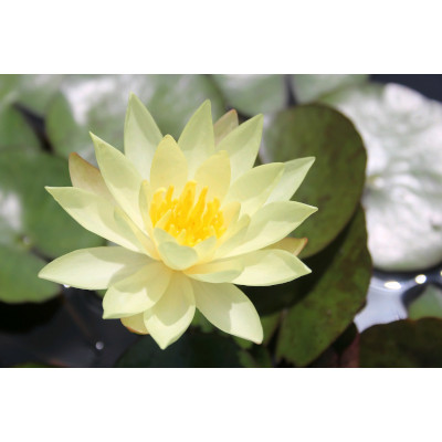 Image of Anglo Aquatic 1L Yellow 'Odorata Sulphurea' Nymphaea Lily (PLEASE ALLOW 2-9 WORKING DAYS FOR DELIVERY)