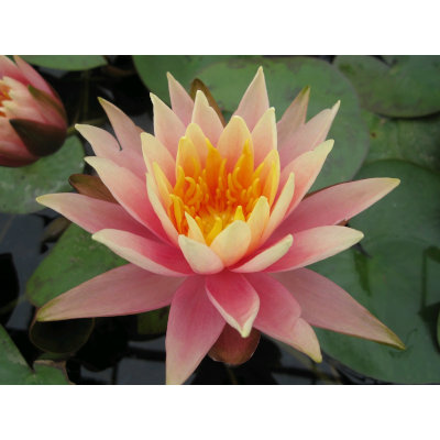 Image of Anglo Aquatic 1L Pink 'Colorado' Nymphea Lily (PLEASE ALLOW 2-9 WORKING DAYS FOR DELIVERY)