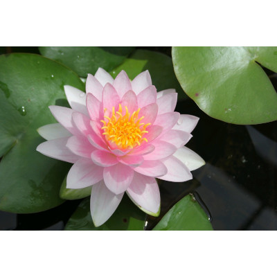 Image of Anglo Aquatic 1L Pink 'Darwin (Hollandia)' Nymphaea Lily (PLEASE ALLOW 2-9 WORKING DAYS FOR DELIVERY)