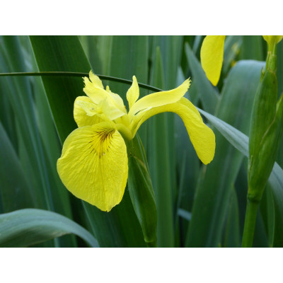 Image of Anglo Aquatic 1L Yellow 'Iris Pseudacorus' (PLEASE ALLOW 2-9 WORKING DAYS FOR DELIVERY)