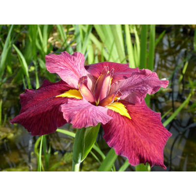 Image of Anglo Aquatic Red Iris Louisiana 'Ann Chowning' (UNAVAILABLE UNTIL SPRING 2024)