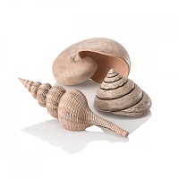 Image of Oase BiOrb Sea Shell (Set of 3, Natural)