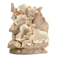 Image of Oase BiOrb Clamshell Ornament (Small)