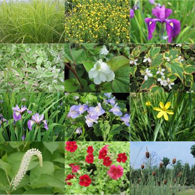 Anglo Aquatic Ornamental Marginal Plants