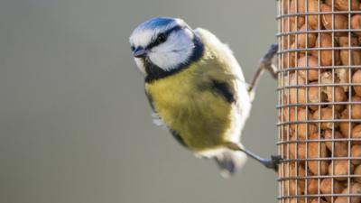 Winter Wildlife Sanctuaries Content 1 Image 1