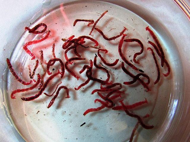 Bloodworms