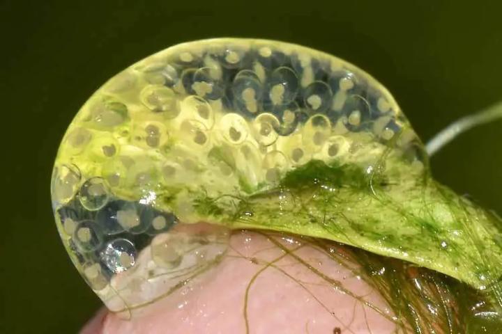 Pond Snails : Pondkeeper - the leading UK pond supplies specialist.