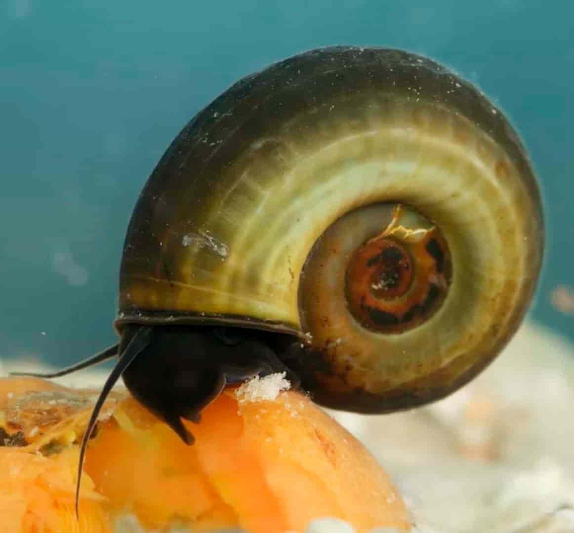 Pond Snails Pondkeeper is the leading UK pond supplies specialist