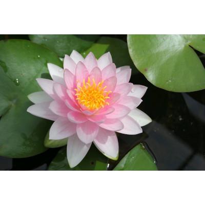 Anglo Aquatic Pink Darwin Hollandia Nymphaea Lily