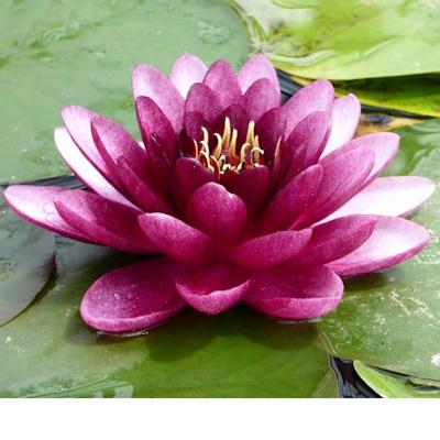 Anglo Aquatic Almost Black Nymphaea Lily