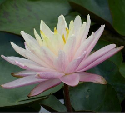 Anglo Aquatic Barbara Dobbins Yellow Nymphaea Lily