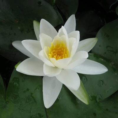 Anglo Aquatic Gladstoniana Nymphaea Lily