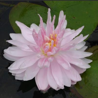 Anglo Aquatic Gloire Lily Nymphaea