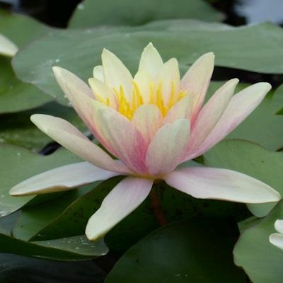 Anglo Aquatic Paul Hariot Nymphaea Lily