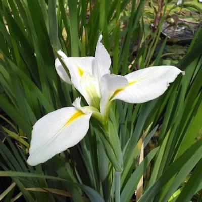 Anglo Aquatic Louisiana Her Highness Iris