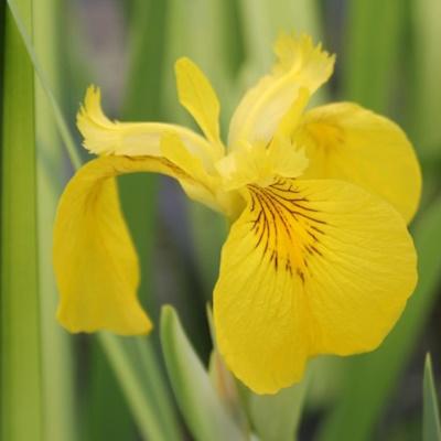 Anglo Aquatic Pseudacorus Variegata Iris