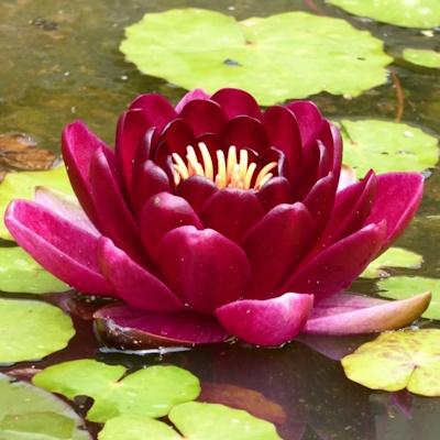Anglo Aquatic Black Princess Premium Nymphaea Lily