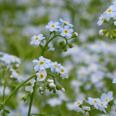 Anglo Aquatic Myosotis Scorpioides Blue Water Forget Me Not