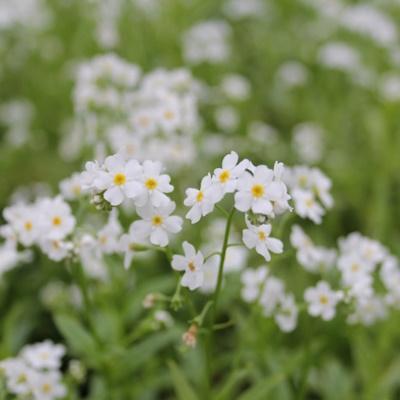 Anglo Aquatic Myosotis Scorpioides SNOWFLAKES White Water Forget Me Not