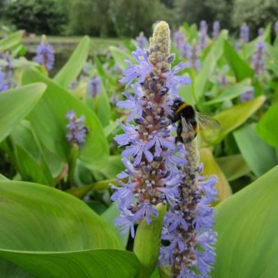 Anglo Aquatic Pontederia Codata