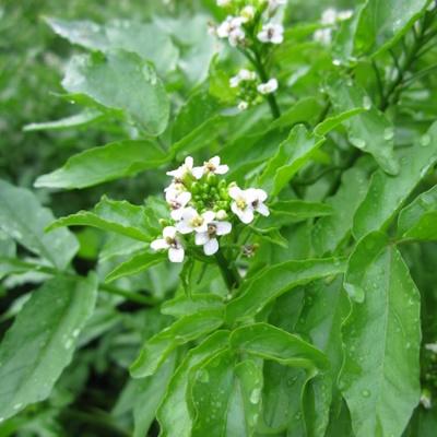 Anglo Aquatic Rorippa Nasturtium Aquaticum Watercress