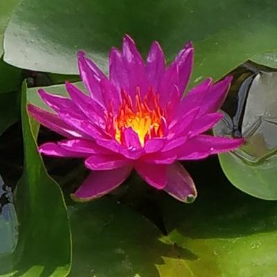 Anglo Aquatic N. Purple Fantasy Premium Lily