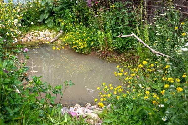 2048x1365 pond project seo wildlife projects kate bradbury 100719 kateb wildlife pond a1 ff56259 1 1
