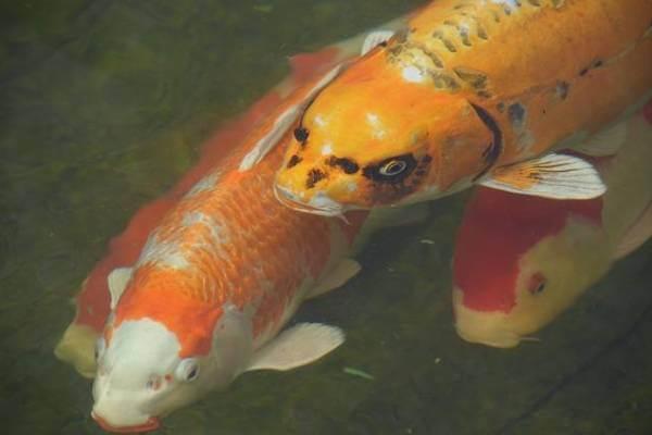 Fish