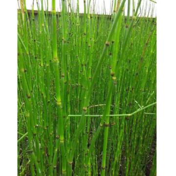 Lincs Plants Equisetum Hyemale 1