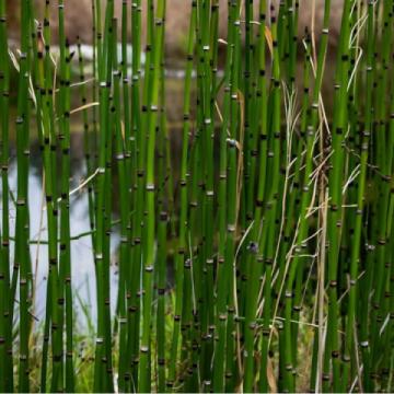Lincs Plants Equisetum Hyemale 2
