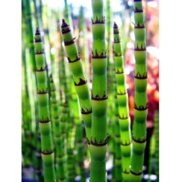 Lincs Plants Equisetum Hyemale 3