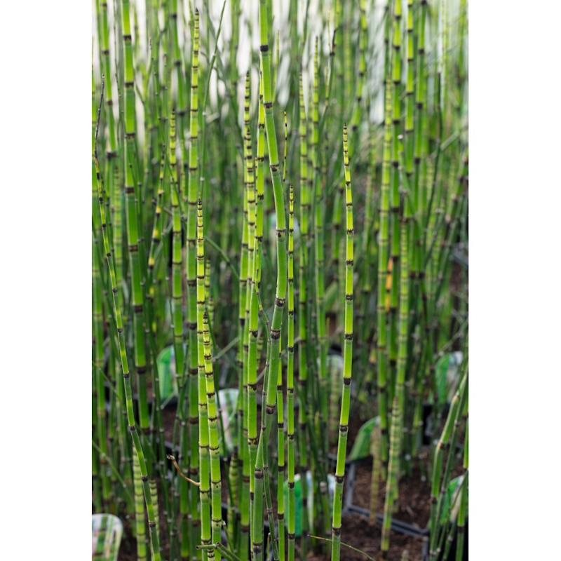 Lincs Plants Equisetum Hyemale
