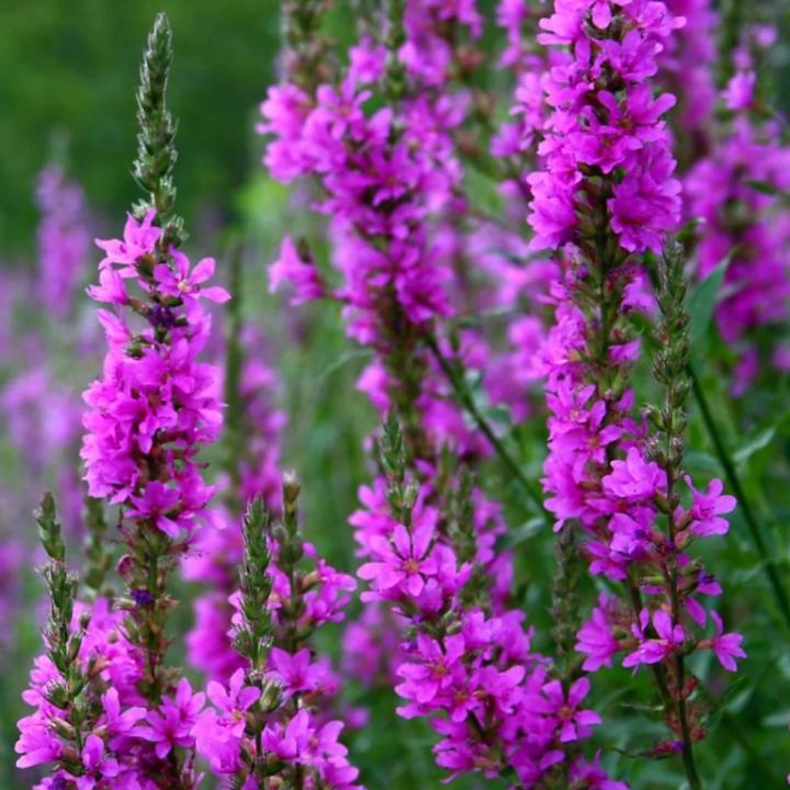 Lincs Plants Lythrum Salicaria Purple Loosestrife