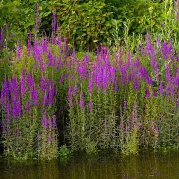 Lincs Plants Lythrum Salicaria Purple Loosestrife 1