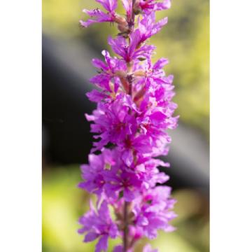 Lincs Plants Lythrum Salicaria Purple Loosestrife 2