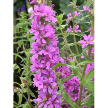 Lincs Plants Lythrum Salicaria Purple Loosestrife 3