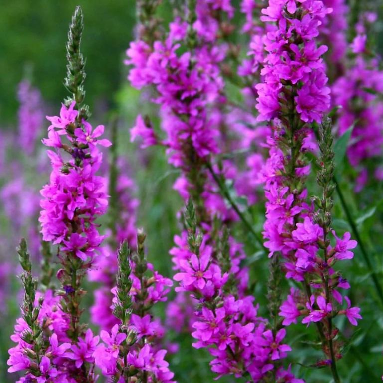 Lincs Plants Lythrum Salicaria Purple Loosestrife