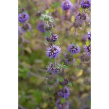 Lincs Plants Mentha Pulegium Penny Royal 1