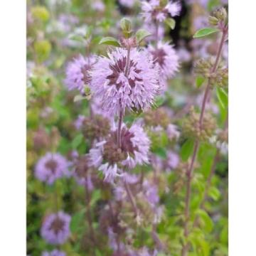 Lincs Plants Mentha Pulegium Penny Royal 2