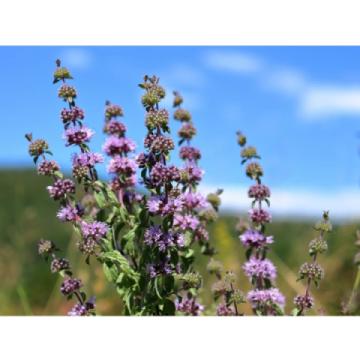 Lincs Plants Mentha Pulegium Penny Royal 3