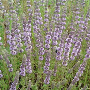 Lincs Plants Mentha Pulegium Penny Royal 4