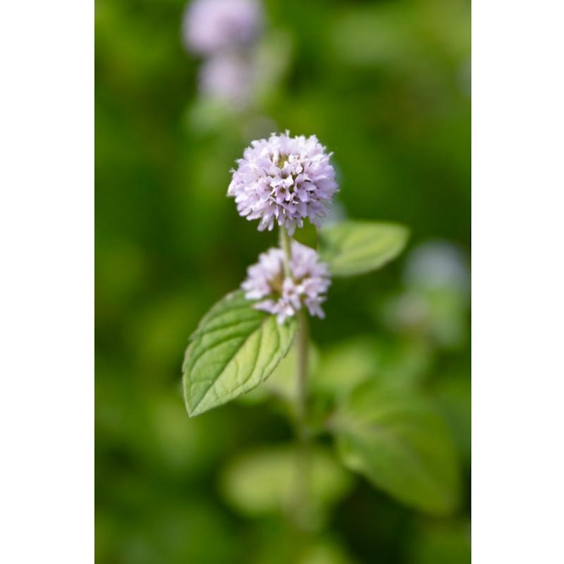 Lincs Plants Mentha Pulegium Penny Royal